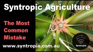 The Most Common Mistake in Syntropic Farming