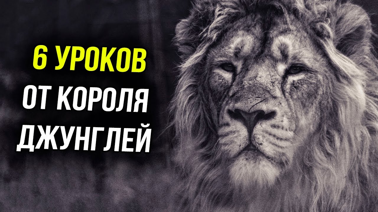 6 Уроков от Короля Джунглей l Саморазвитие личности