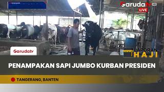 Sapi Lokal Unggulan Lolos Seleksi Kurban Presiden Prabowo