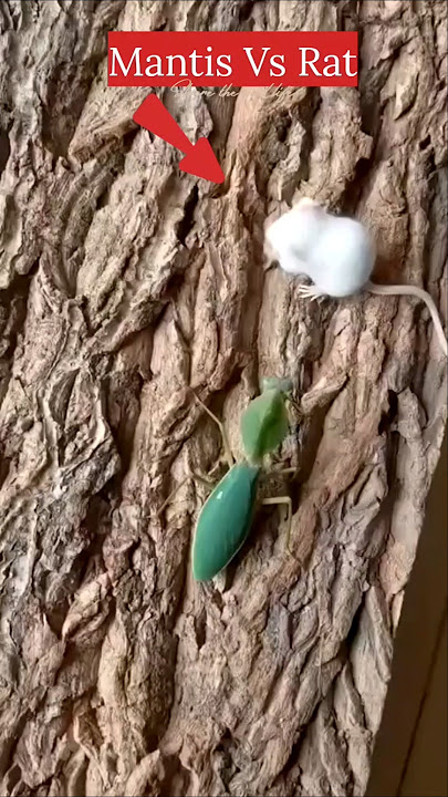 Mantis Vs Rat #showdown #ratVsmantis #facts #wildlife