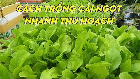 Cách Trồng Cải Ngọt Trong Chậu Từ Lúc Gieo Hạt Đến Khi Thu Hoạch | Phan Đức #120