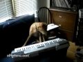 Perro que canta y toca teclados