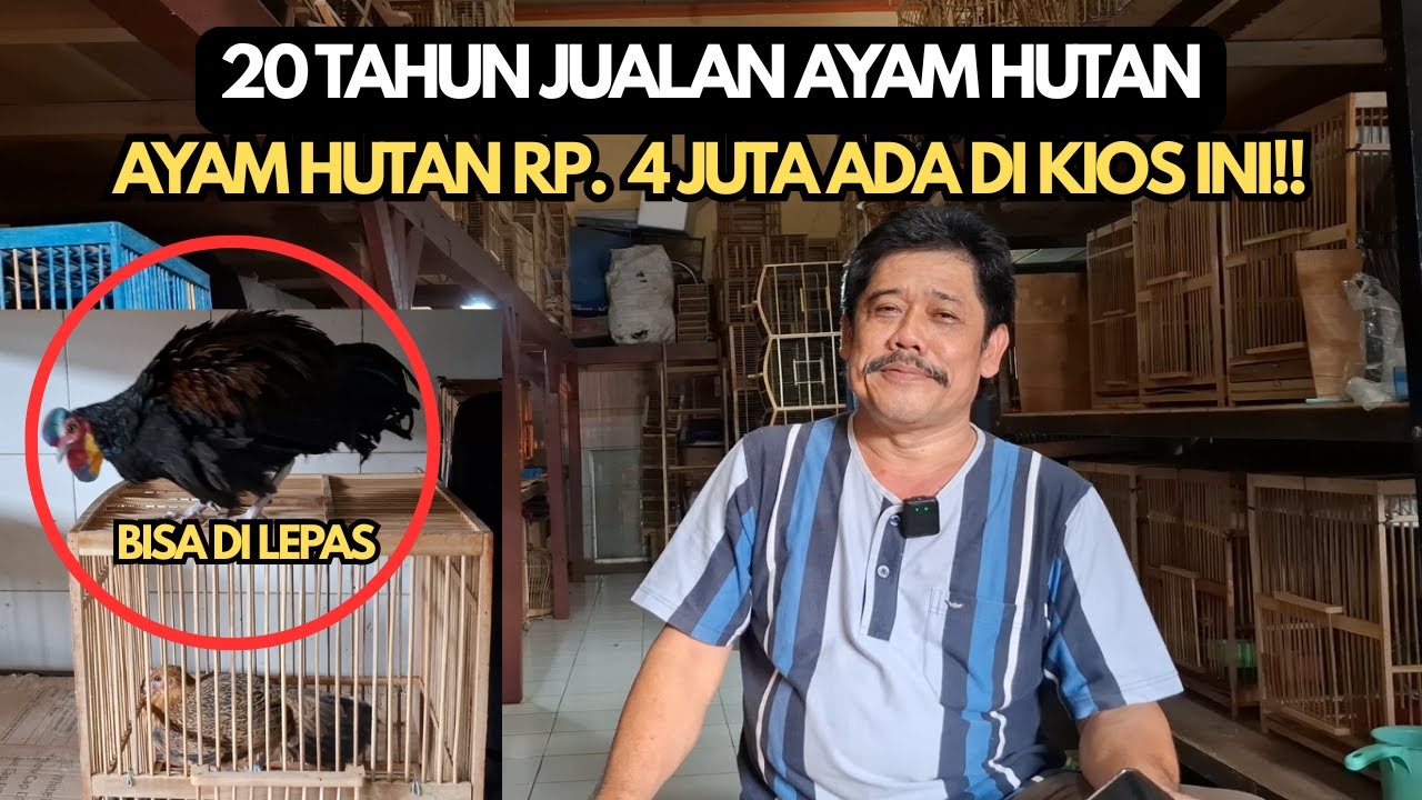 JINAK TOTAL AYAM HUTAN HIJAU RP. 4 JUTA BISA DI UMBAR!!!