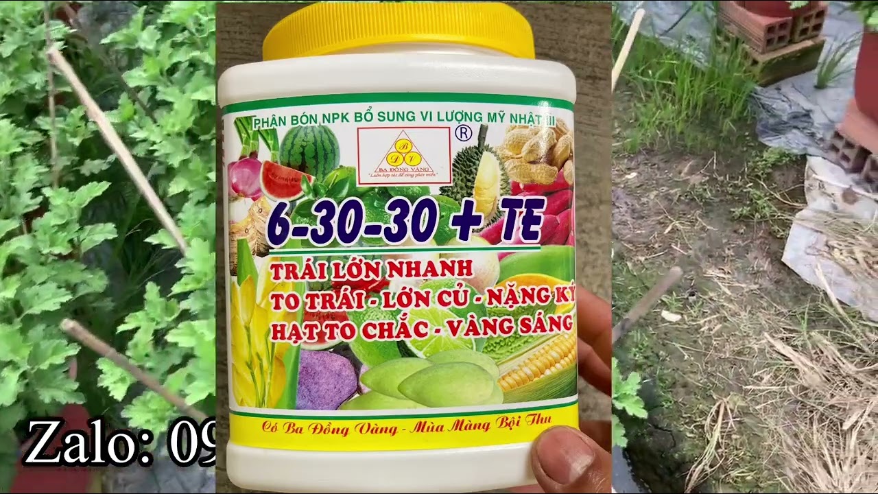 THỜI ĐIỂM TẠO NỤ HOA CÚC PHA LÊ NỞ ĐÚNG TẾT 2023 | KỸ THUẬT TRỒNG HOA