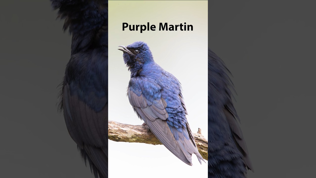 Photographing Birds: Purple Martin 