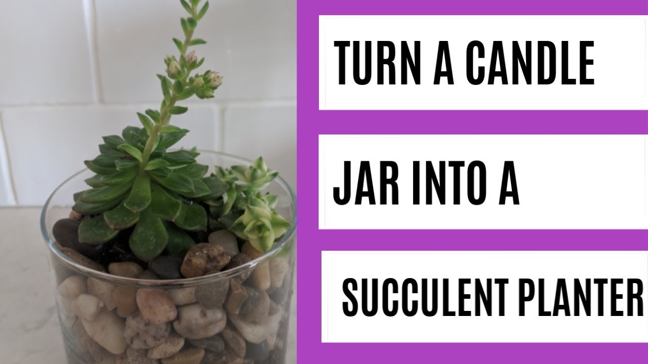 Wild Interiors — DIY: How to Upcycle Candle Jars into Planters