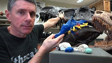 Random Act of Anatomy - bird & dinosaur brains