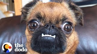 The Struggles of Being Socially Awkward | The Dodo The Struggles of Being Socially Awkward | The Dodo