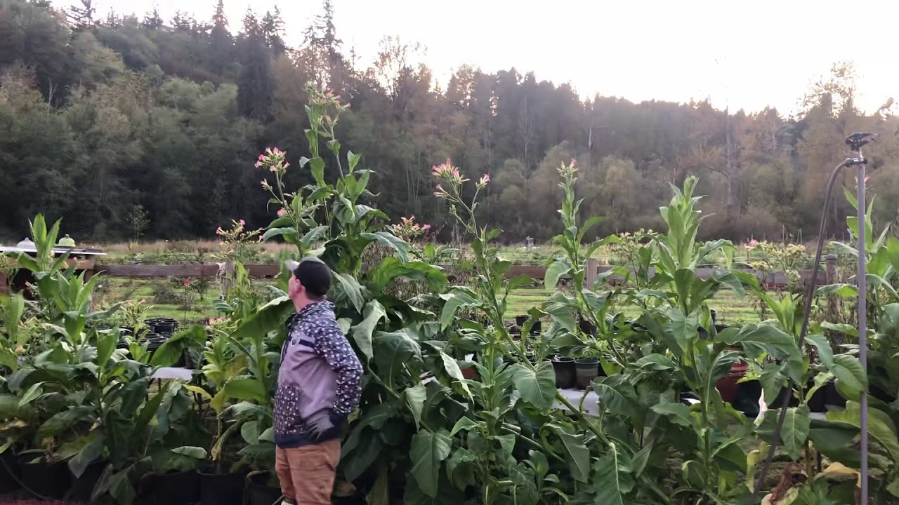 Grow your own tobacco in Washington or othe states save money it’s a