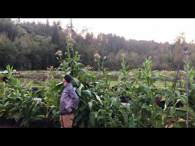 can you grow tobacco in washington state Grow your own tobacco in Washington or othe states save money it's a  Perennial plants