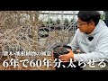 【塊根•灌木の新常識】切り詰めても太りにくいので"ある事"を試したら爆速で太りました