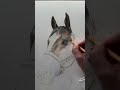Drawing a Beautiful Irish Sports Horse Portrait!