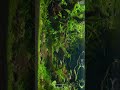 Aquascape #shorts #coffeebreak
