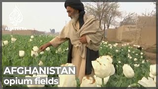 Afghan opium fields bloom as economy wilts