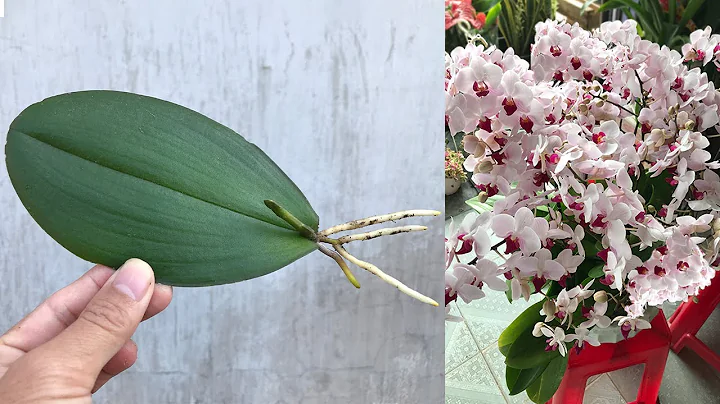 How to propagate Orchidaceae from leaves simply at home - DayDayNews