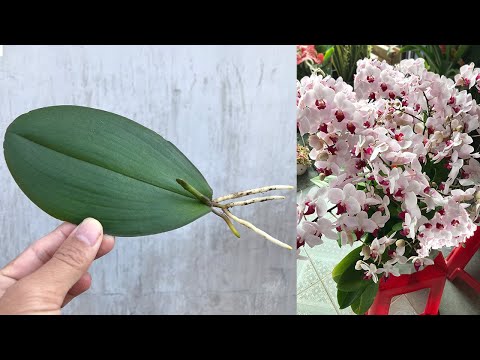 How To Propagate Orchidaceae From Leaves Simply At Home