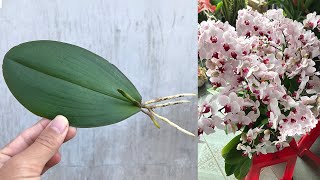 How to propagate Orchidaceae from leaves simply at home