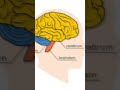 Wow! Science is Amazing.....😍 #science #amazing #facts #viral #shorts