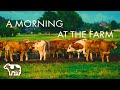 🐮 Farm Ambience | Nature & Farm Sounds for Relaxing and Sleeping