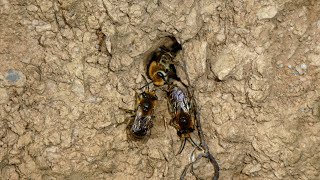 Mining Bees in Portmellon Valley