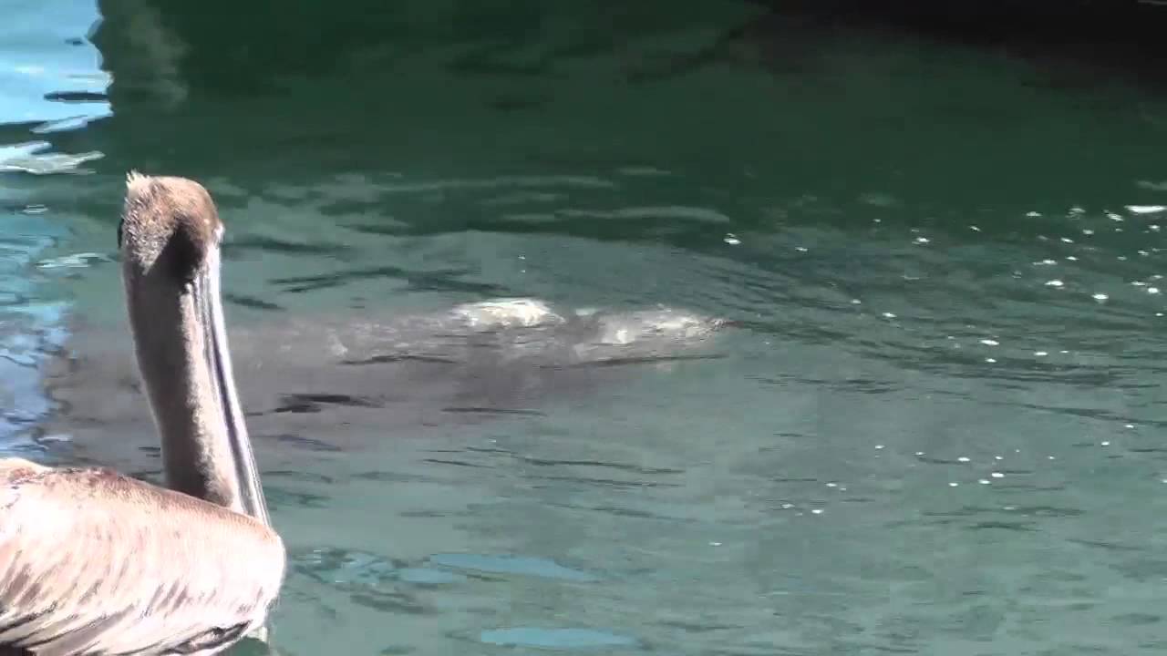 Sea Lion Head Close Up In Water Cabo San Lucas extinct animal footage