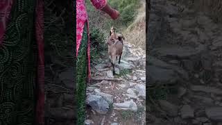 |मियार् गाँव ??||देवलाड||उत्तराखंड|trending explore nature pahadi viral ghadwali mountain