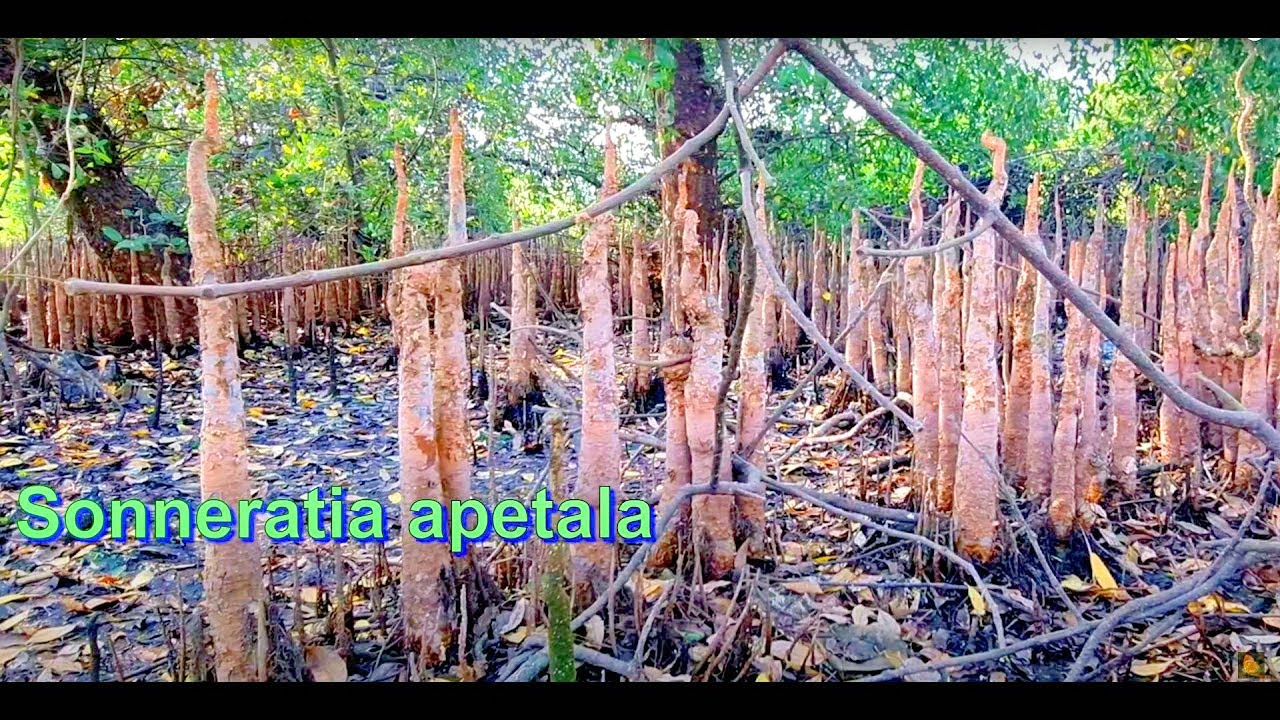 Gigantic/ Extremely Huge Breathing Roots (Pneumatophores) Of Sonneratia Apetala- Mangrove Apple 4K