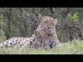 Leopard mother and cub in the Masai Mara