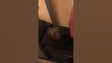 LAZY TREADMILL CAT