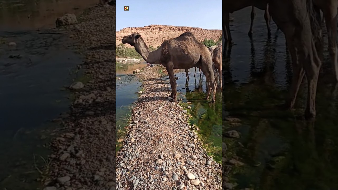 Camel Sound | CAMEL 🐫