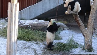 Årets panda-date er i gang!