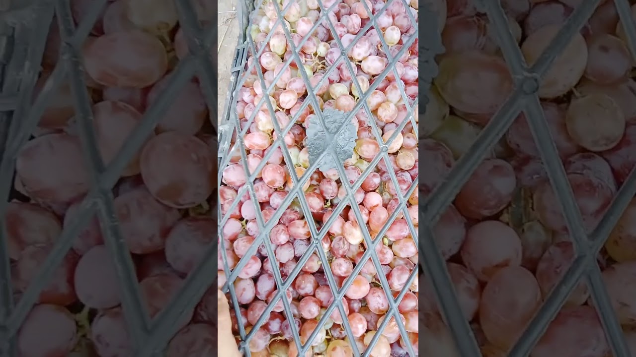 Afghanistan tape grapes 