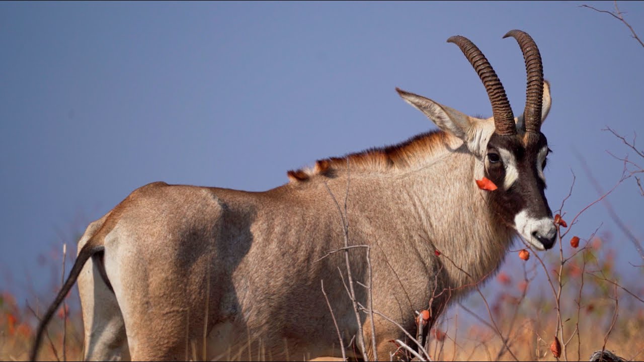 Kruger National Park 2025 - Episode 5: Mopani Rest camp