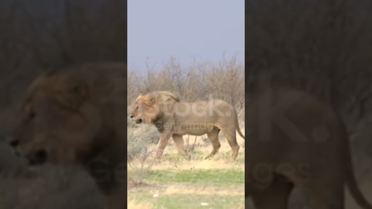 animal discovery channel inhindi animal discovery fighting animals