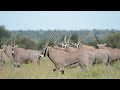 ORYX AMAZING FACTS | ANIMAL PLANET FACTS