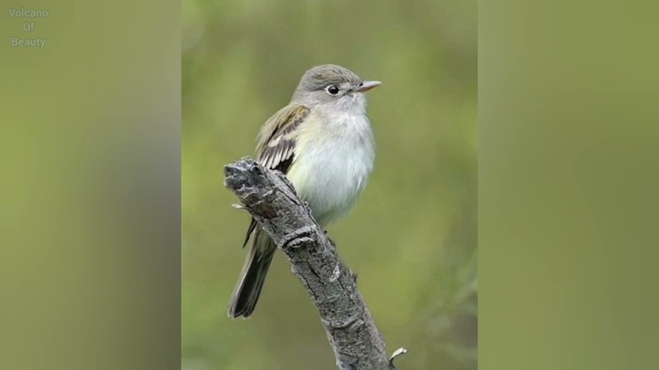 Alder Flycatcher bird pictures and sound 