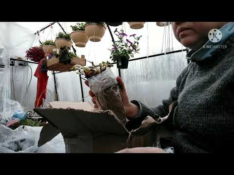 Получила ФРИГО .