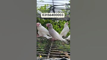White java, silver java, opal java, fawn java, java sparrow, albino java