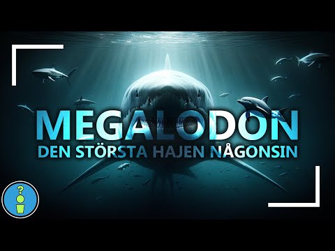 Video: De största hajarna i världen