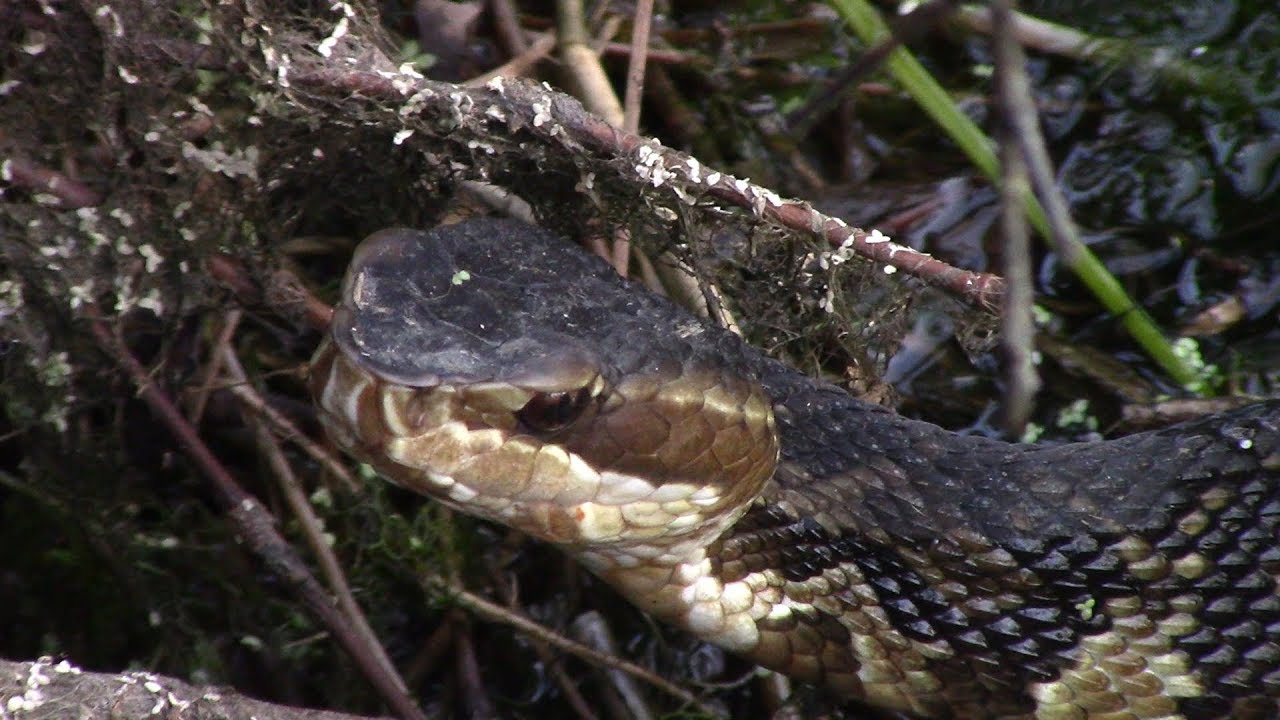 video phone beyonce mp3 4 Different Snake Species in 1 Place! - FIELD HERPING