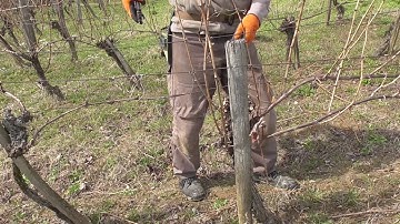 Corrective pruning of an old wine vine. Example 2.