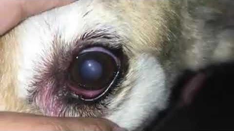 ¿Cambios de color en los ojos de su mascota?