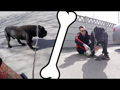 Video: Cum Să înveți Un Terrier Jucărie Cu O Lesă