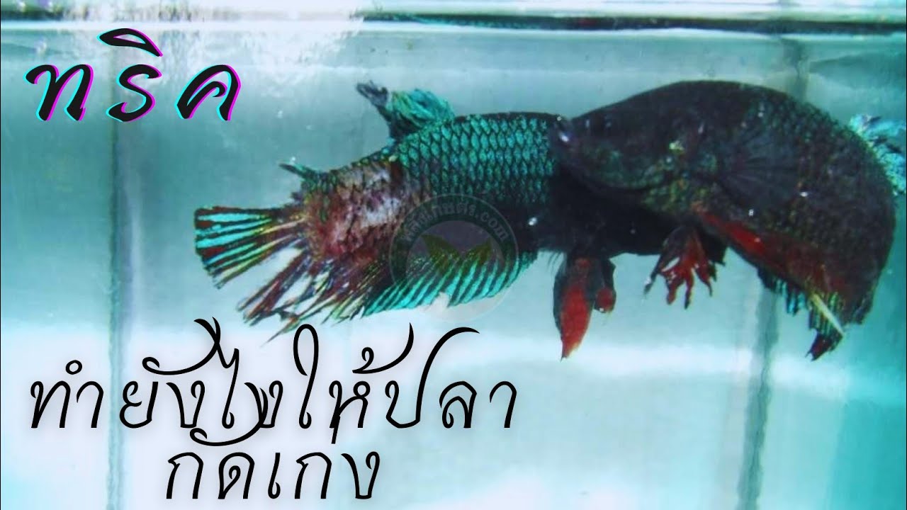 ทำยังไงให้ปลากัดเก่ง EP.8 การเลี้ยงปลากัดออกกัดให้เก่งง่ายๆ