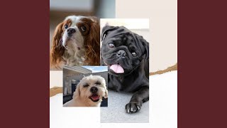 Understated (Cozy Dogs) Net Worth