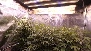 Neue Night Owl Autoflowers starten und Garten-Update