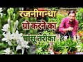 रजनीगंधा बल्ब से उगाने का धांसू तरीका सीखिए ज्यादा फूल पाएं/Secret method of growing Tuberose