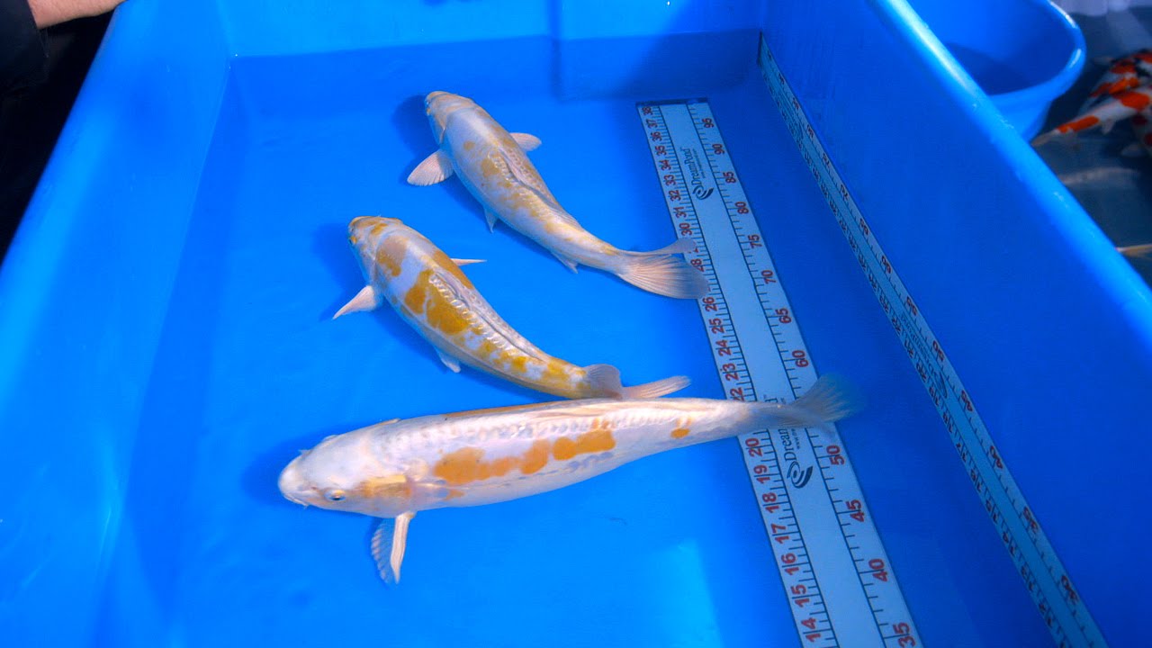1 koi