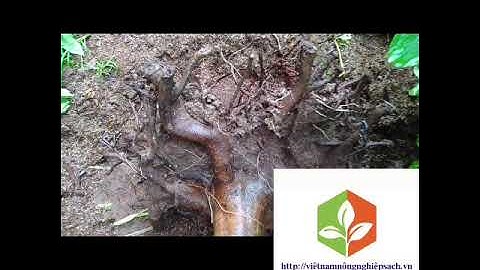 CHẾ PHẨM NANO ĐỒNG OXYCLORUA - ĐẶC TRỊ NẤM VÀ VI KHUẨN #dactrinam #dactrivikhuan