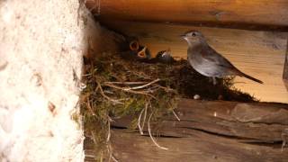 11 Jours Dans La Vie Du Rouge-Queue